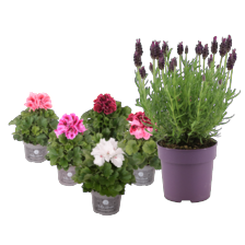 Lavendel of Franse geranium